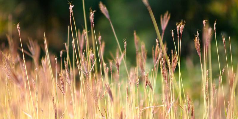 开放网络操作系统（ONOS/Stratum）如何重塑数据中心网络？深度解析与实践指南